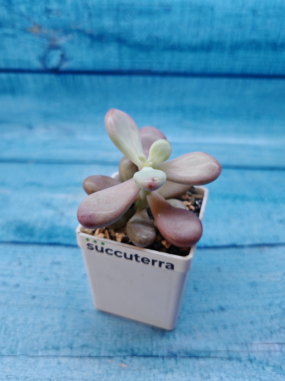 Pachyphytum Oviferum Pink (Пахифитум)