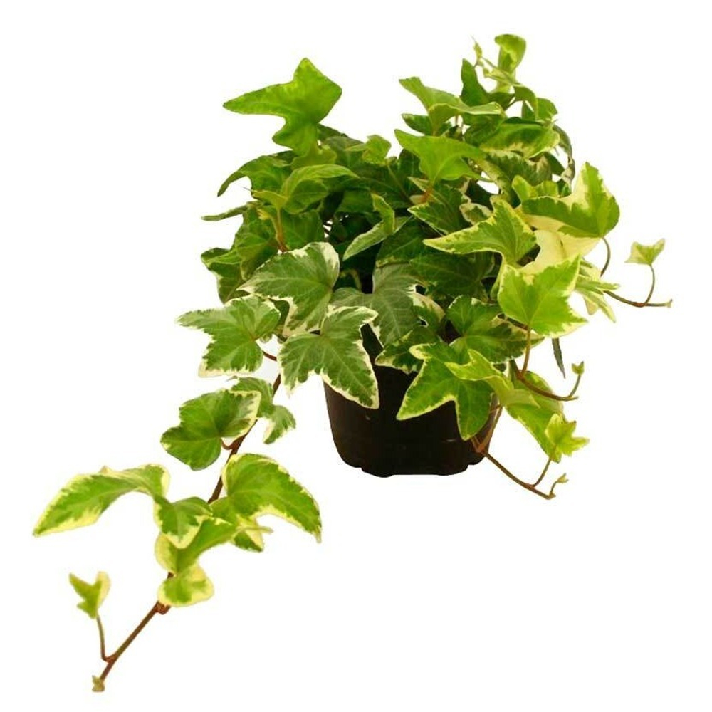 Хедера (плющ) фото №1 в наличие