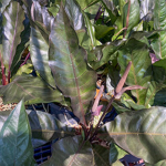 Антуриум PLOWMANII BLACK