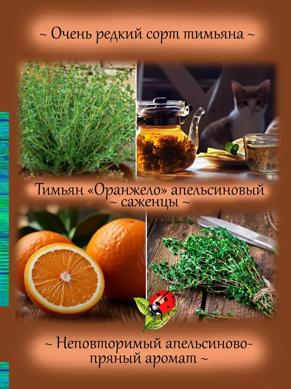 Тимьян Оранжело апельсиновый чабрец