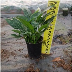 Диффенбахия Black beauty д.11