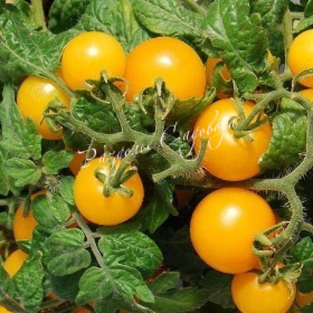 Томат детерминантный (горшок 0,4л)