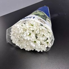 Кустовая хризантема Chic (Чик), 105 гр, Нидерланды