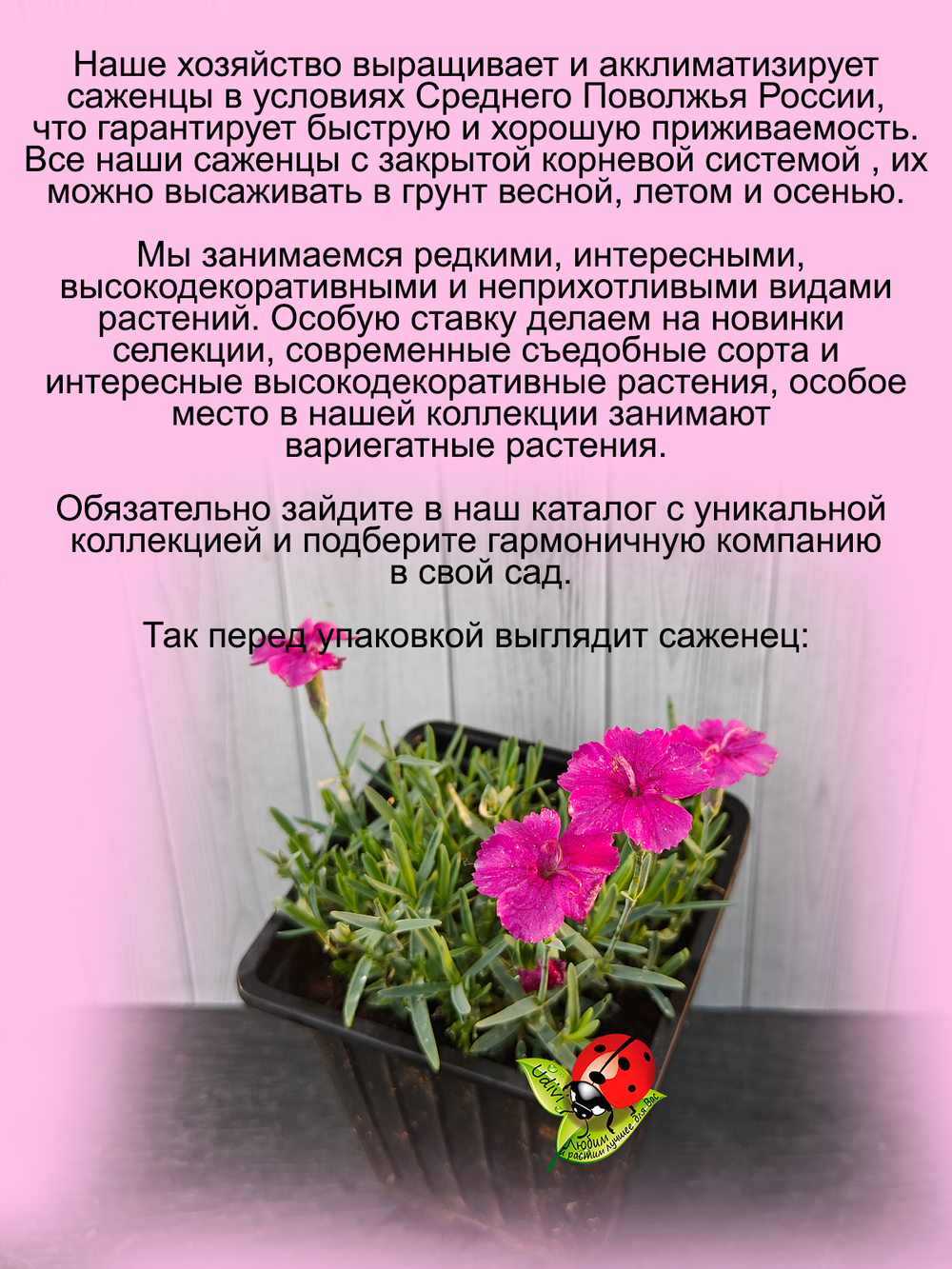 Гвоздика Баби Лом сизая бордюрная многолетняя