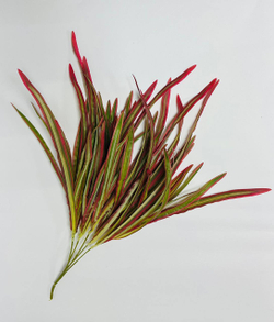 Куст Хлорофитум