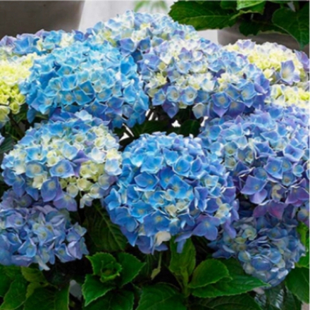 Blue Ballad / Блю Баллад (Стандарт поставки Р9)2025г