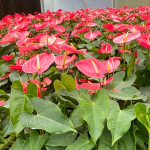 Антуриум Андре CALIFORNIA