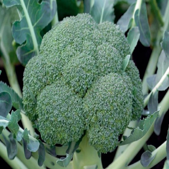 МОНАКО F1 семена капусты брокколи Syngenta цена