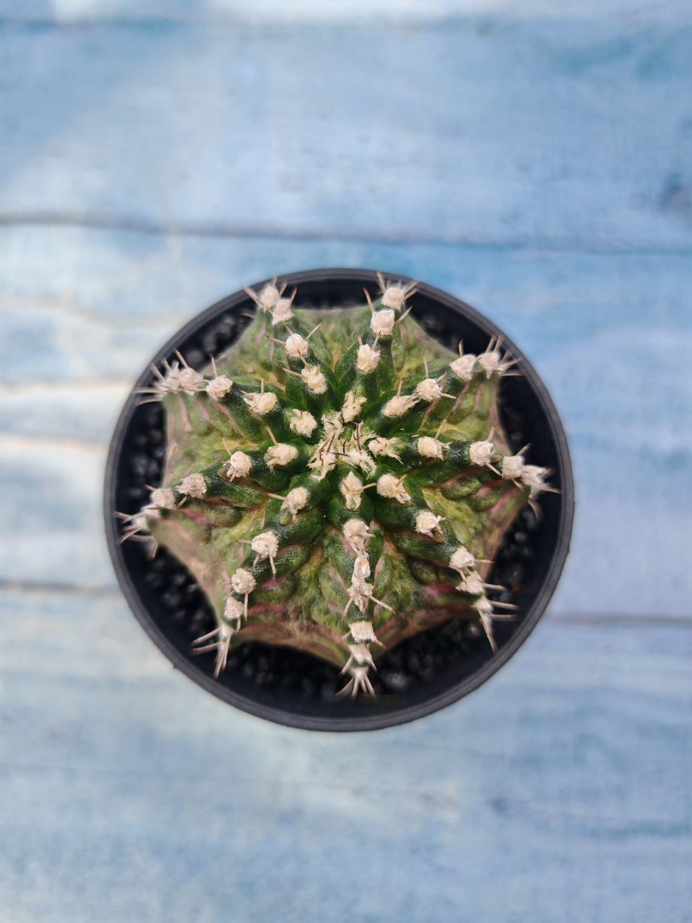 Gymnocalycium T-Rex Pink hybrid (Гимнокалициум)