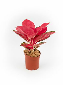 Аглаонема Wealthy Red д.10