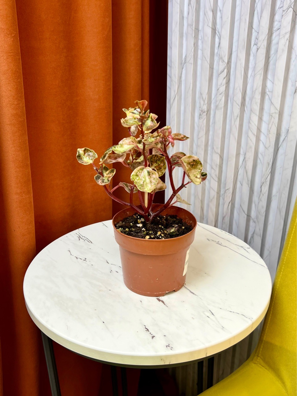 Пеперомия Крем Брюле, D10см Н20см, 1шт, Urban Jungle