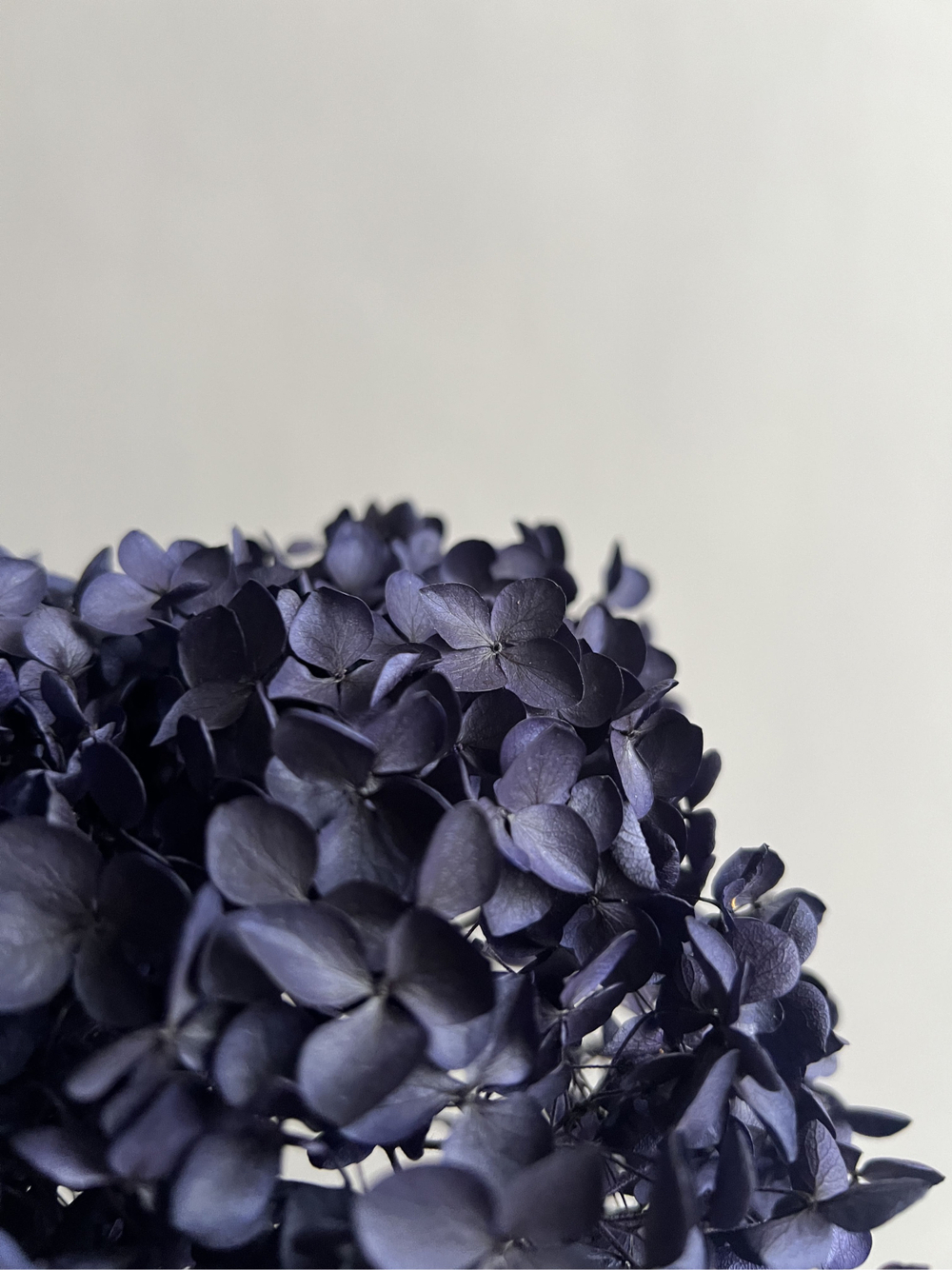 Гортензия стабилизированная фиолетовая