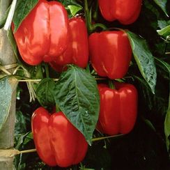 МАЗУРКА F1 семена перца сладкого (Rijk Zwaan | Alexagro)