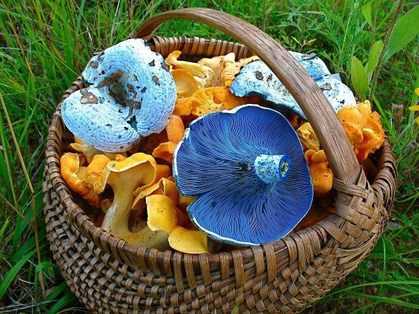 Грибной сонник – какие грибы принесут вам удачу, если вы увидите их во сне