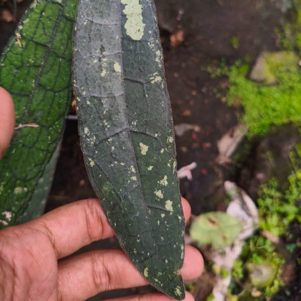 Хойя CLEMENSIORUM ALLIGATOR