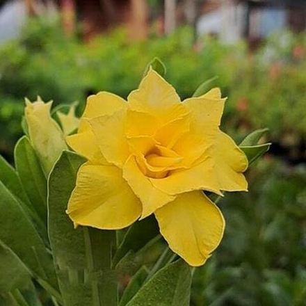 Адениум DRAGON LAKE