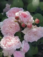 Роза английская Эглантин