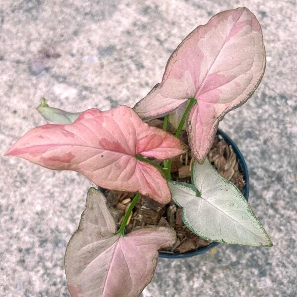 Сингониум PINK RAIN