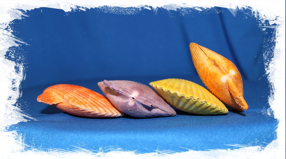 Гребешок цветной двустворчатый