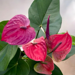 Антуриум Андрэ UTAH