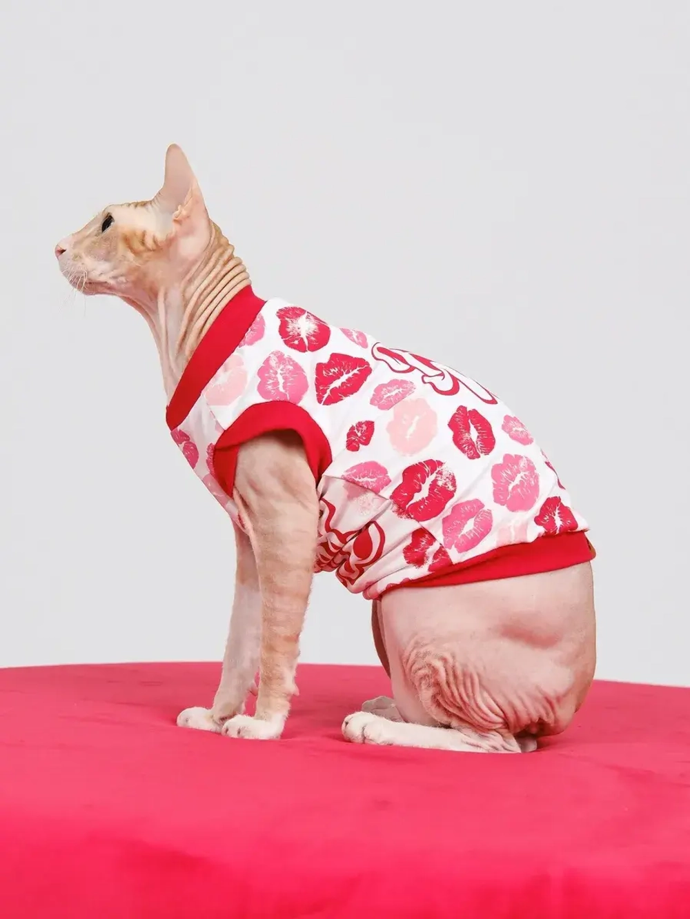 Одежда для кошек сфинкс