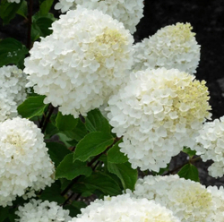Гортензия метельчатая Шугар Раш- Сладкое стремление (Hydrangea paniculata `Sugar Rush`)