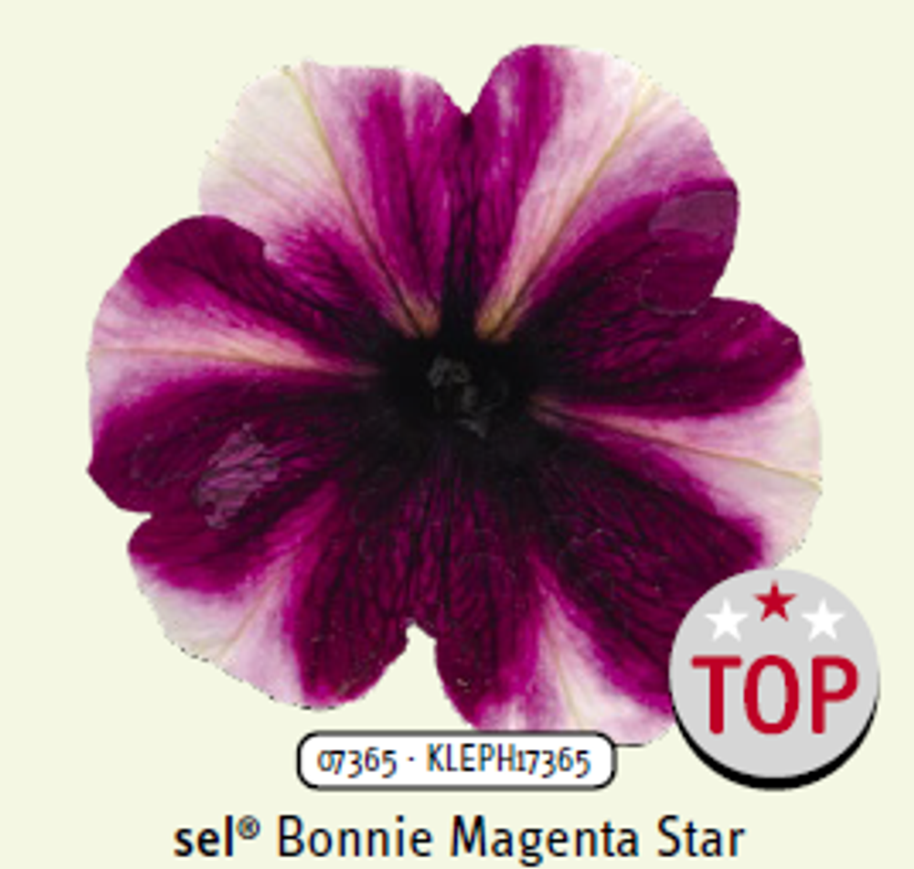 ЕВРО Петуния Bonnie Magenta star укорененный черенок ОКС начало декабря