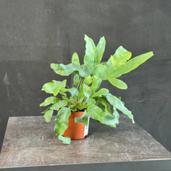 Флебодиум золотистый (Phlebodium aureum)