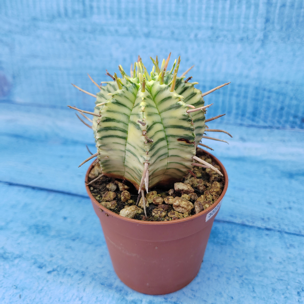 Euphorbia meloformis f. Variegated (Эуфорбия вариегатная)