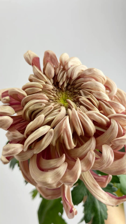 Хризантема кремовая