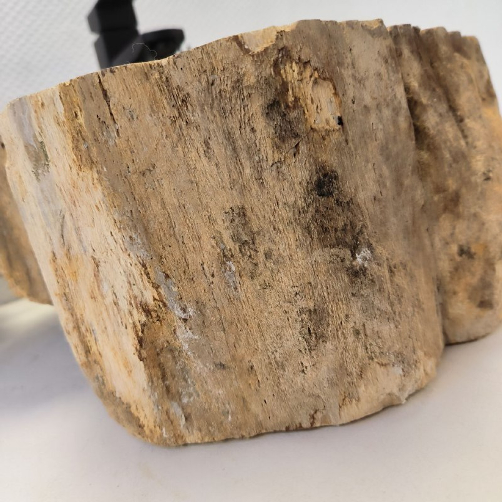 Раковина из окаменелого дерева OD-62488 54*39*15