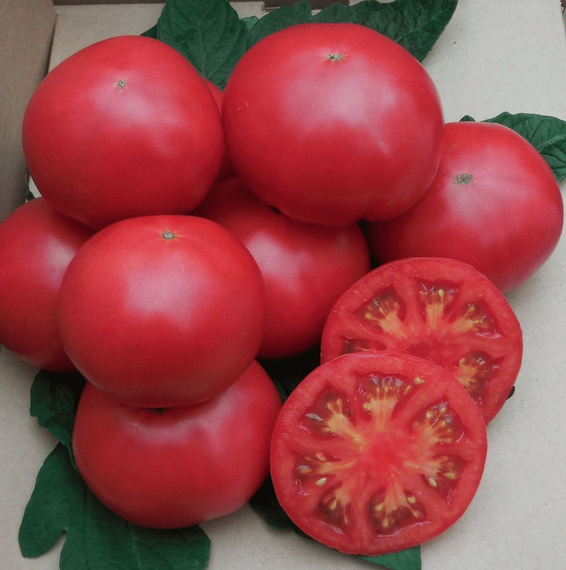 Самба F1 семена томата индетерминантного (Гавриш) – фото 3