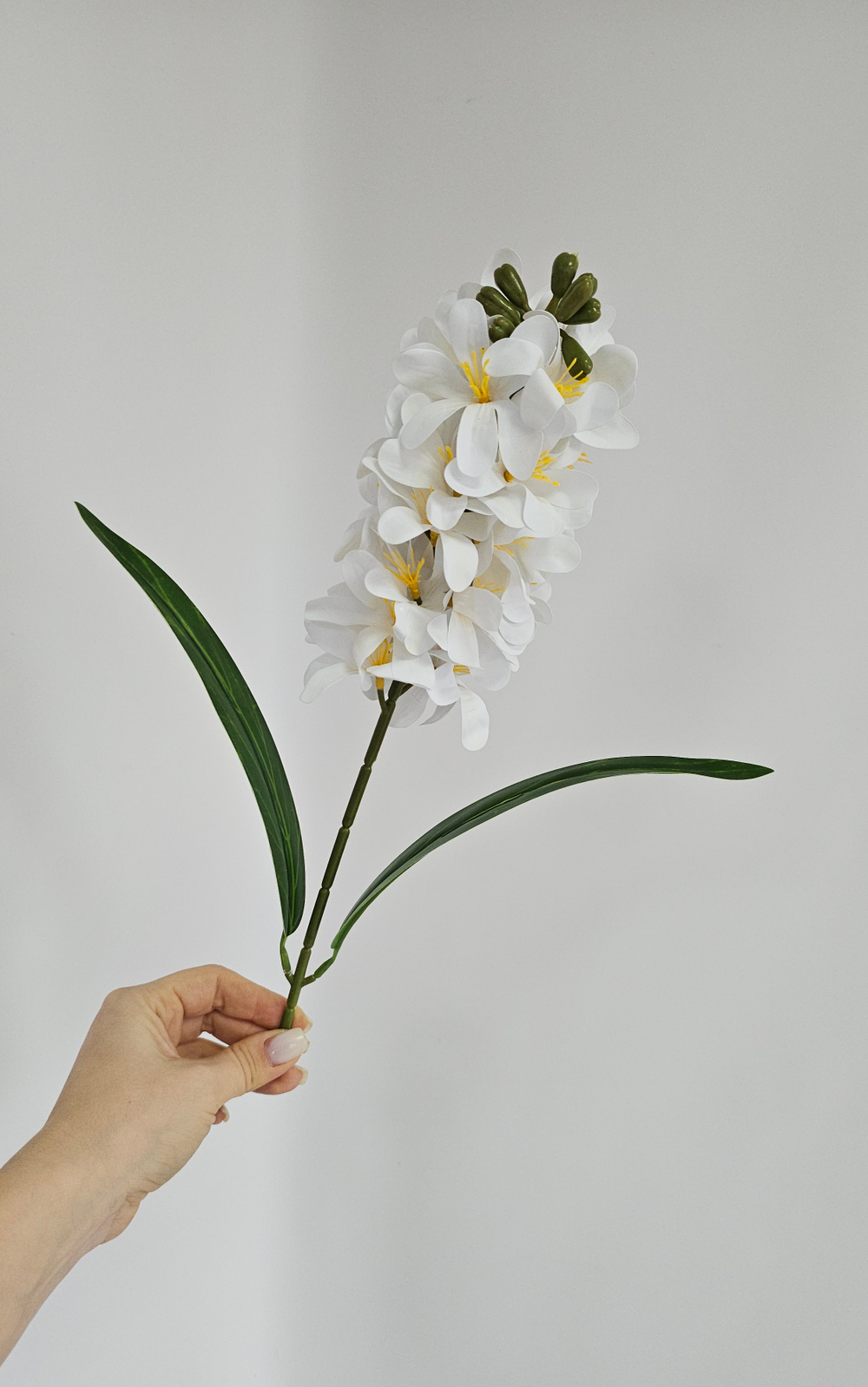 Гиацинт / Арт 2531