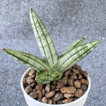 Сансевиерия FATMAN