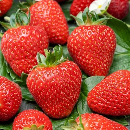 Земляника садовая Флер, ранняя