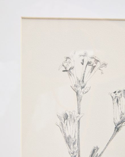 Картина Lirena с ботанической иллюстрацией 70 x 50 см