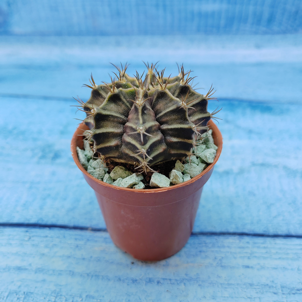 Gymnocalycium Friedrichii (Гимнокалициум)