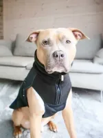 Непромокаемая попона Dog Coat BullyBillows