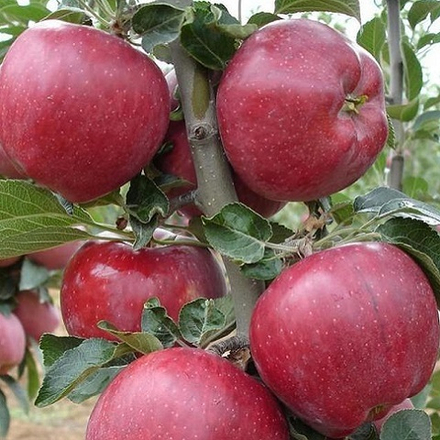 Яблоня колоновидная летняя Аркаим