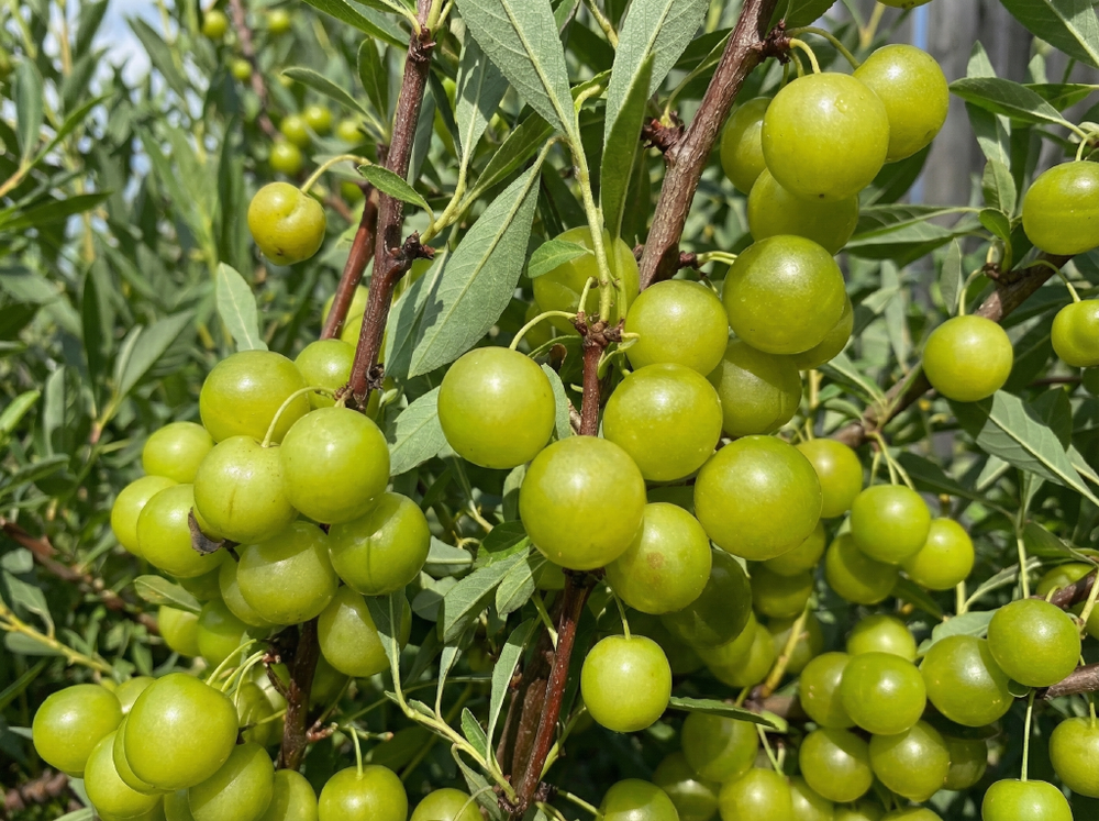 Саженец СВГ «Пирамидальный» (Желтоплодная, Колоновидная форма, Компактная)