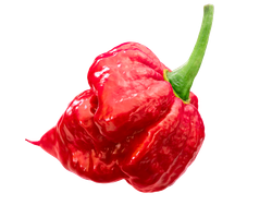 Каролина Рипер (Carolina Reaper) в ассортименте