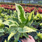 Кротон VARIEGATED – DANG (V70)
