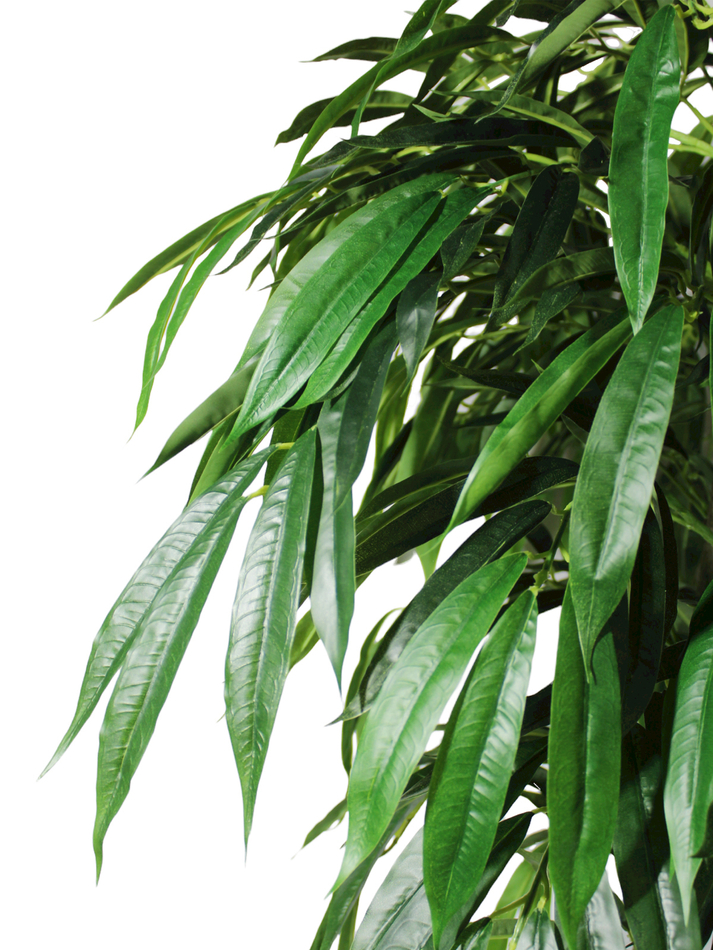 Искусственное дерево Фикус Лонгифолия 190 см в высоком круглом белом кашпо