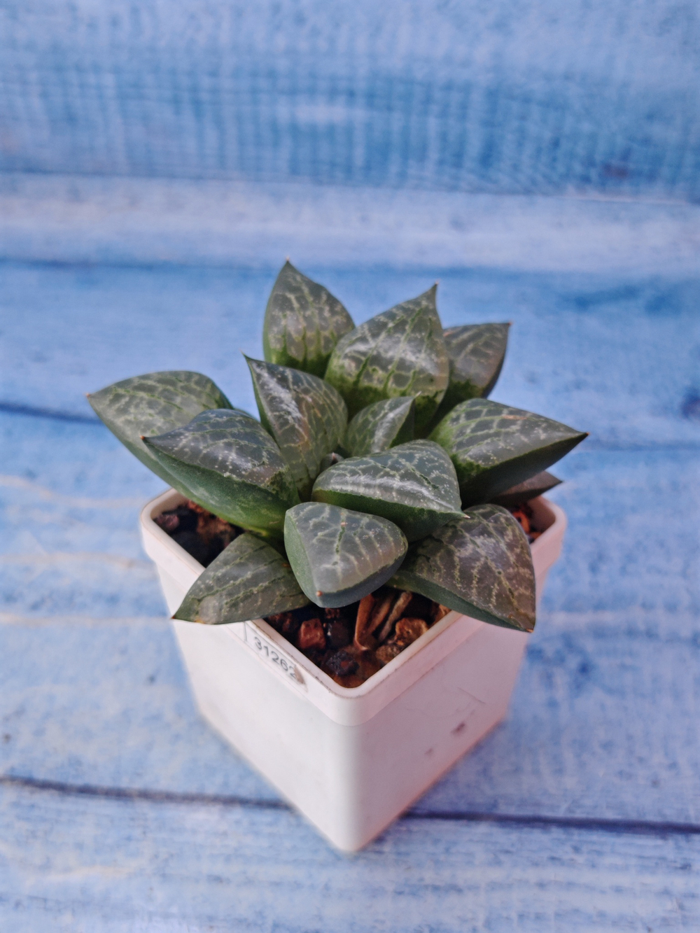 Haworthia Bayeri x Comptoniana (Хавортия)
