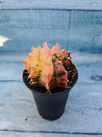 Gymnocalycium Variegata (Гимнокалициум Вариегатный)