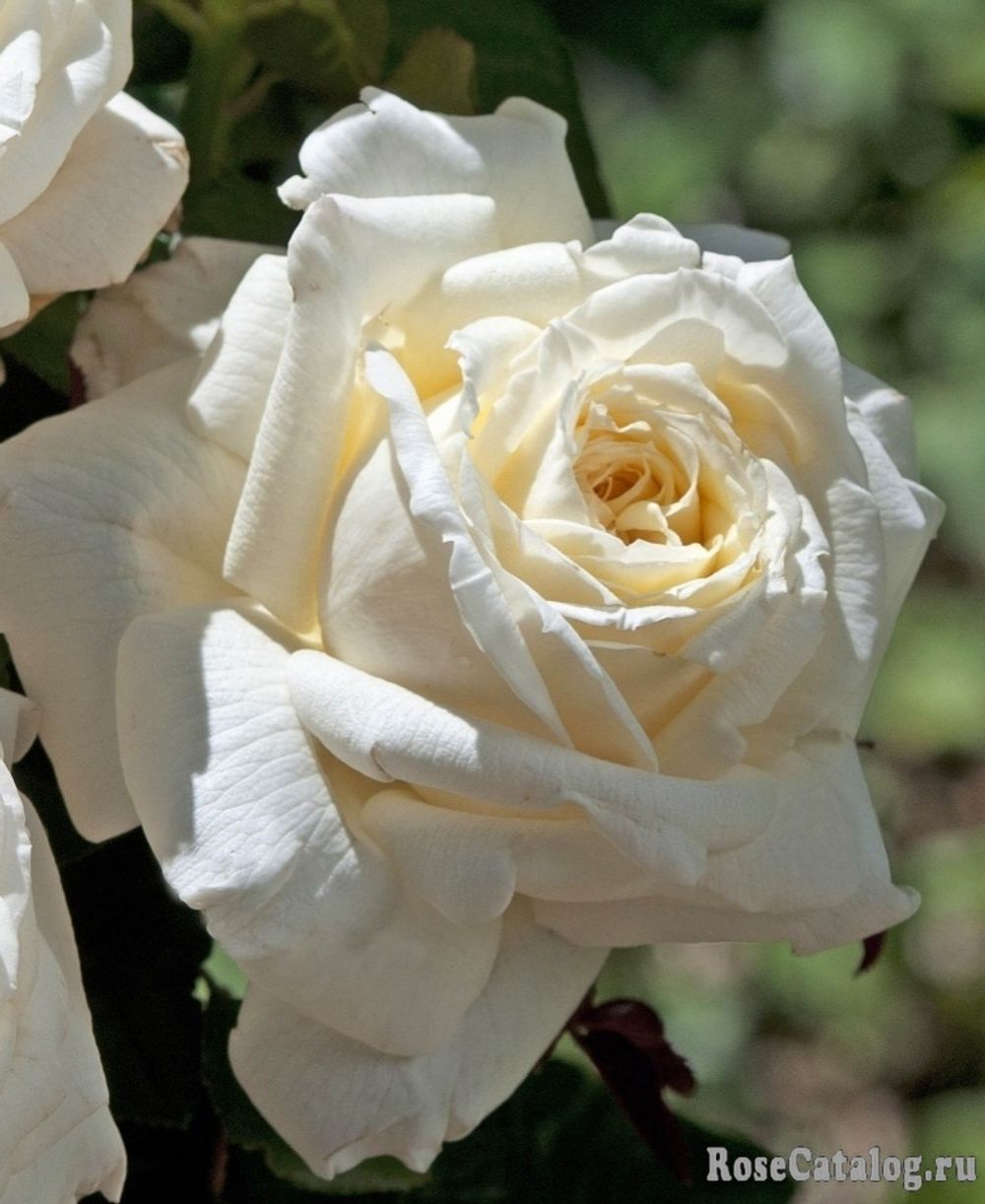 Ариана де Ротшильд (Ariane de Rothscild)