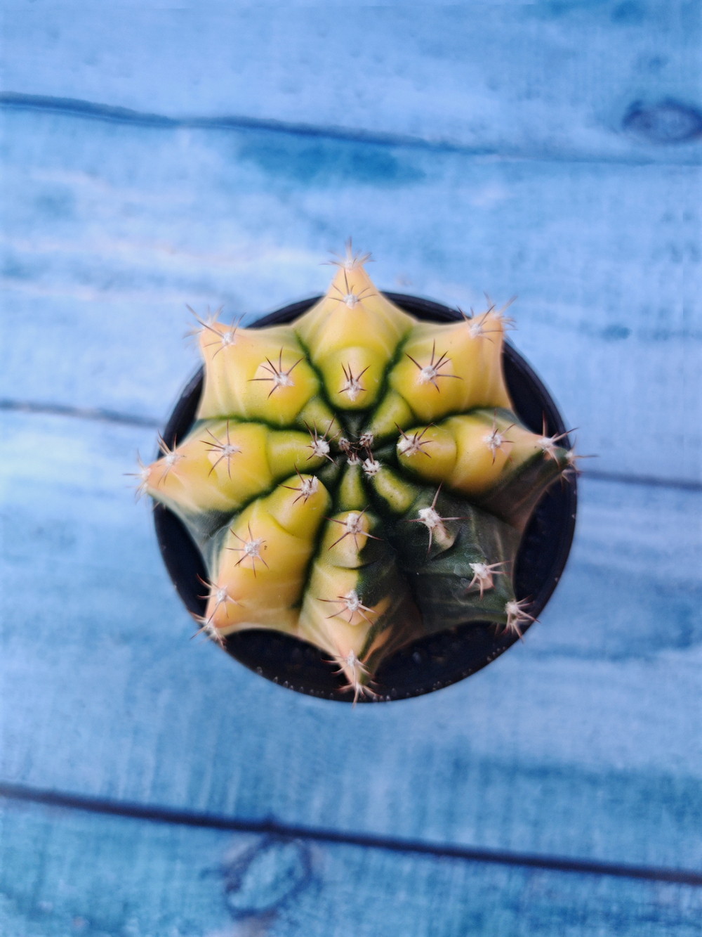 Gymnocalycium Variegata (Гимнокалициум Вариегатный)