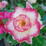 Адениум обесум 245 D2