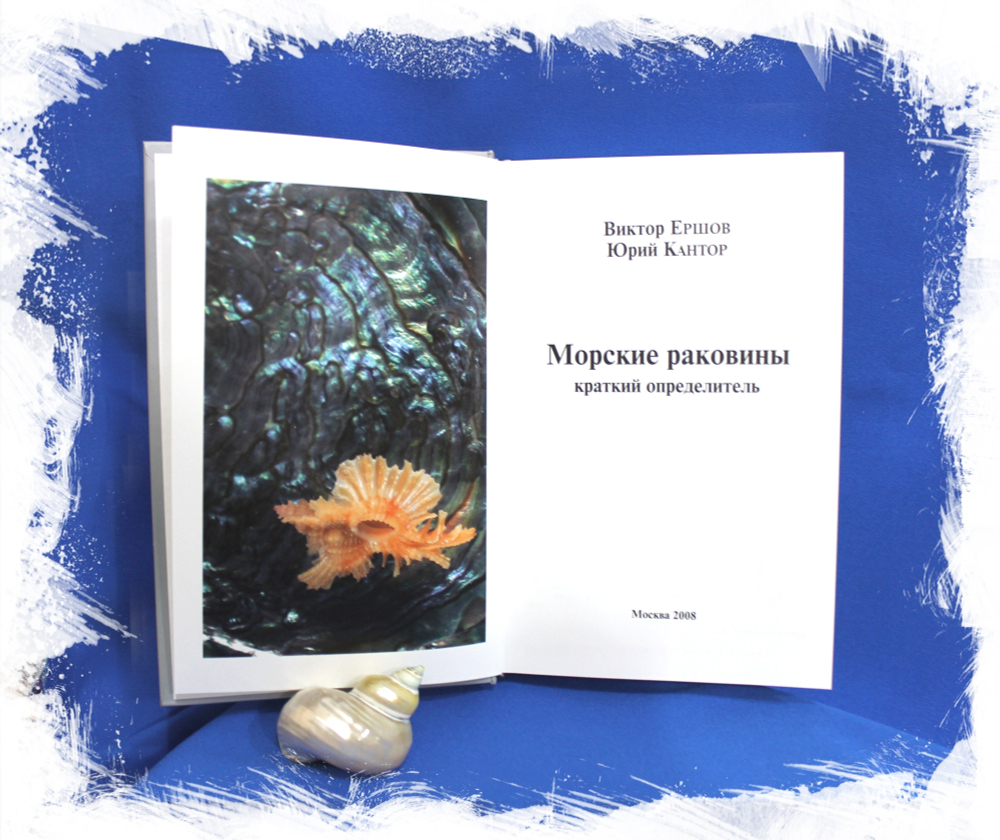 Морские раковины Краткий определитель первый разворот