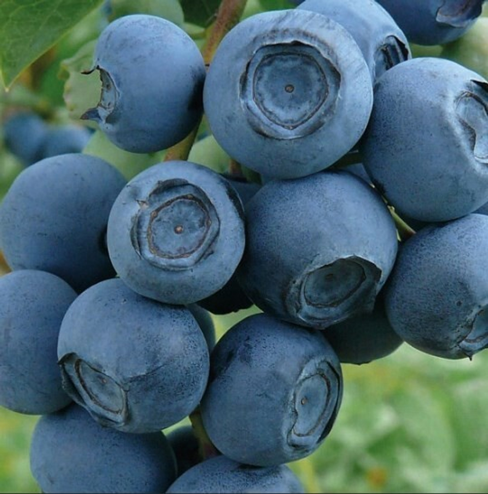 ЧАНДЛЕР (Chandler) голубика 2 года С2(пакет)